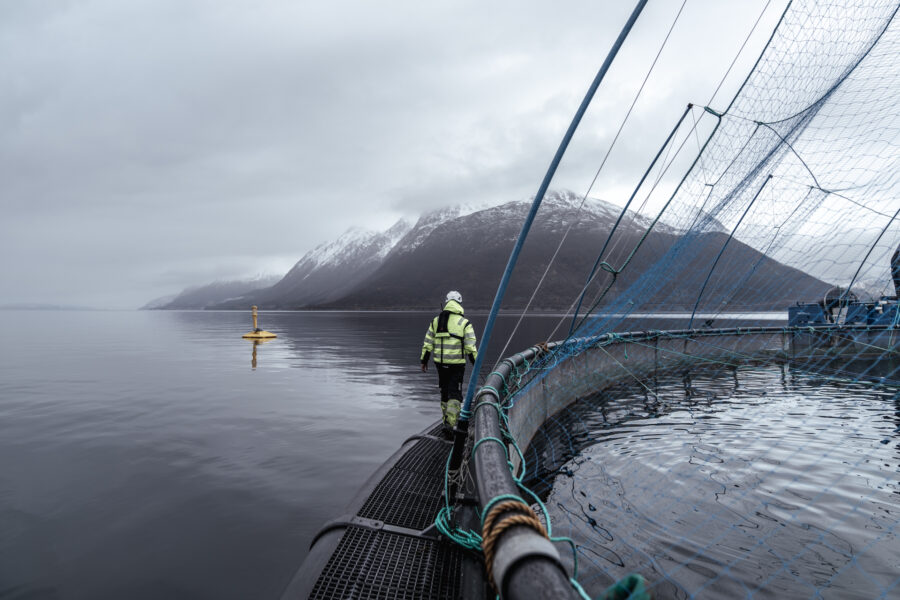 Foto: Måsøval AS/ Sondre Marøy