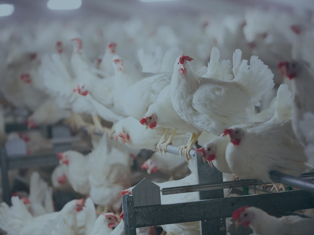 Bilde av fjørfe. Hentet fra Google.