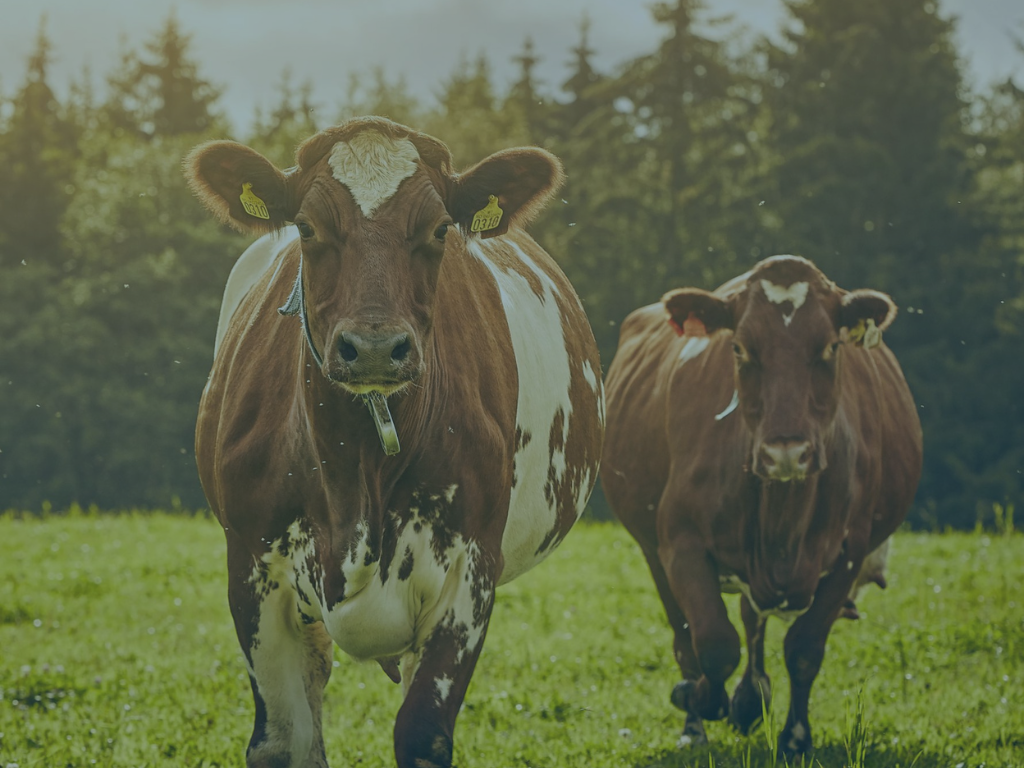 Bilde av ammeku. Hentet fra Google.